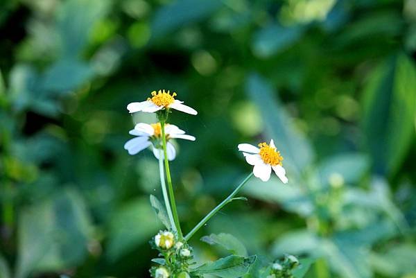 河濱公園拈花惹草-13.JPG