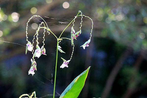 河濱公園拈花惹草-18.JPG