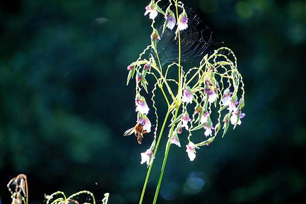 河濱公園拈花惹草-22.JPG