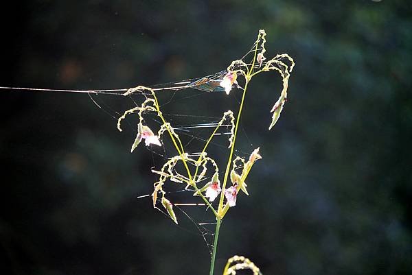 河濱公園拈花惹草-24.JPG