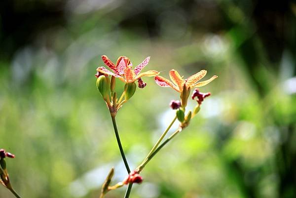 河濱公園拈花惹草-27.JPG