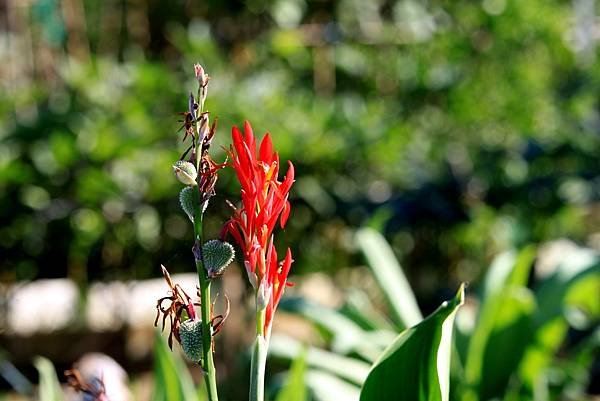 河濱公園拈花惹草-31.JPG