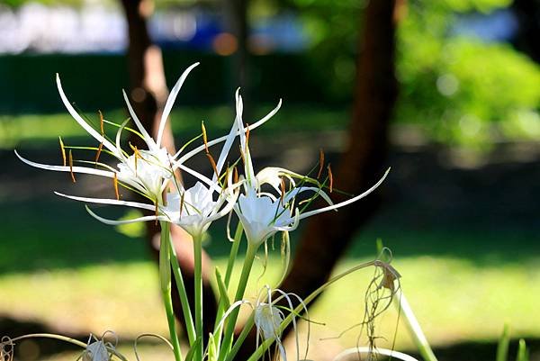 河濱公園拈花惹草-32.JPG