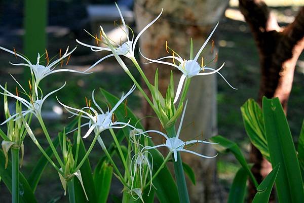 河濱公園拈花惹草-34.JPG