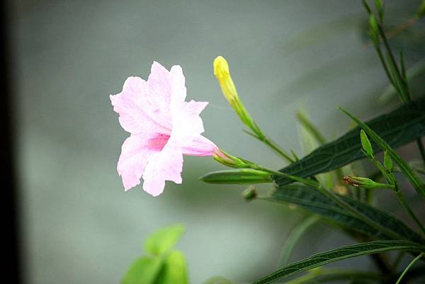 河濱公園拈花惹草-37.JPG