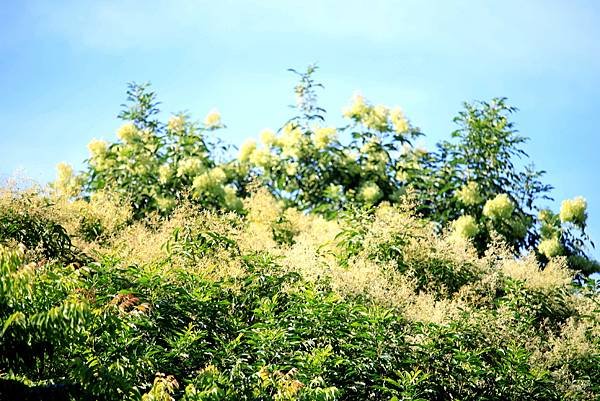 河濱公園拈花惹草-35.JPG