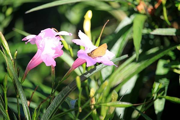 河濱公園拈花惹草-38.JPG