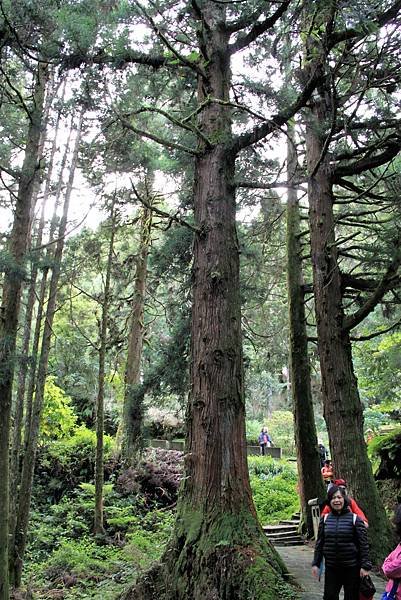 阿里山之旅-46.JPG