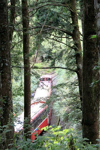 阿里山之旅-45.JPG