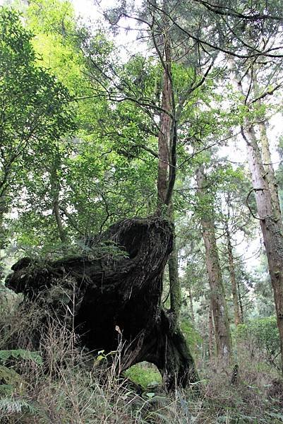 阿里山之旅-48.JPG