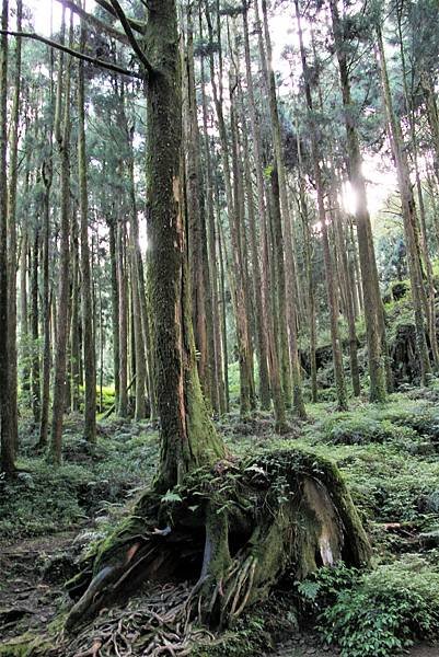 阿里山之旅-60.JPG