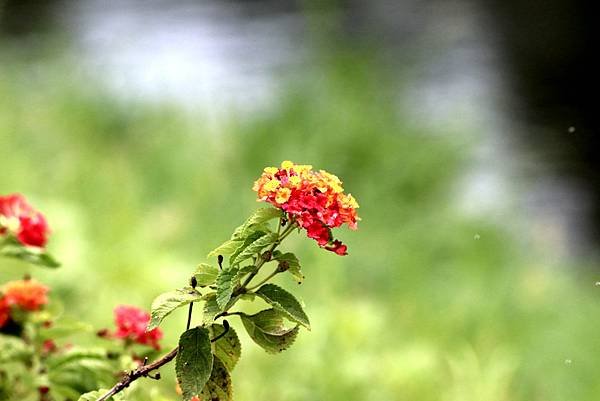 南崁溪畔拈花惹草-24.JPG