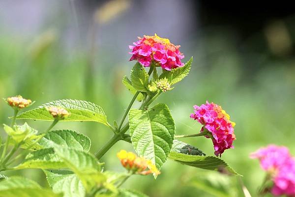 南崁溪畔拈花惹草-26.JPG