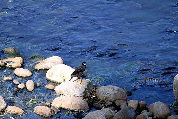 河邊鳥事-24.JPG