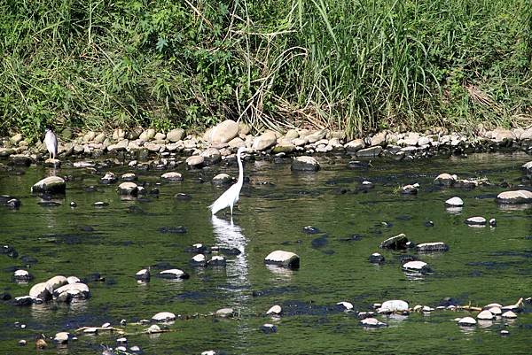 河邊鳥事-36.JPG