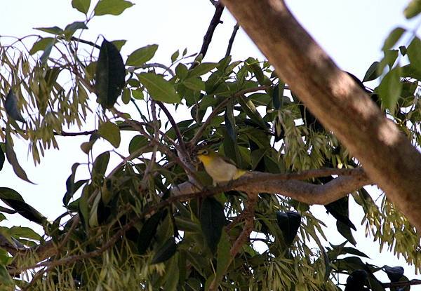 河邊鳥事-39.JPG