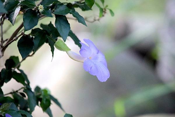 河濱拈花惹草-1.JPG