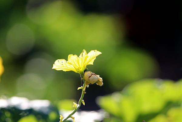 河濱拈花惹草-1-2.JPG