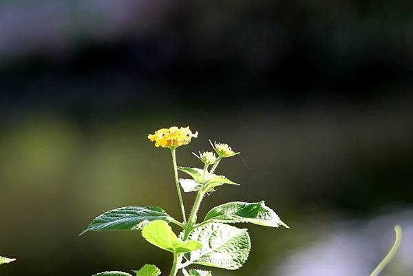 河濱拈花惹草-9.JPG