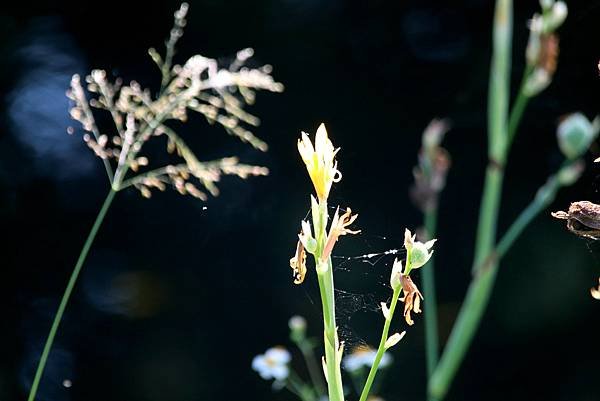 河濱拈花惹草-14.JPG