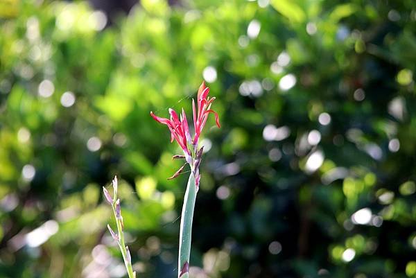 河濱拈花惹草-19.JPG