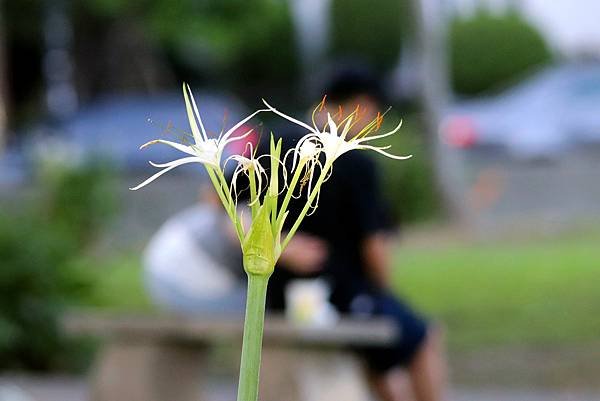 河濱拈花惹草-23.JPG