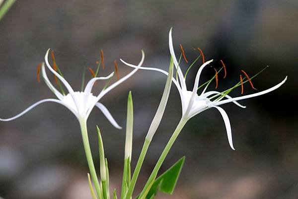 河濱拈花惹草-26.JPG