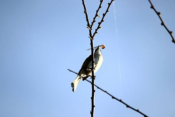 河邊鳥事-8.JPG