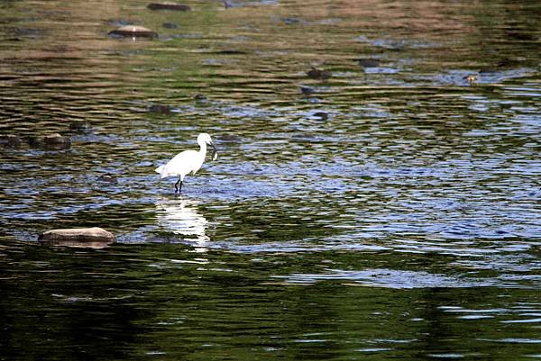 河邊鳥事-48.JPG