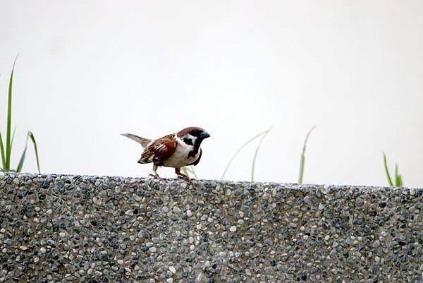 河邊鳥事-103.JPG