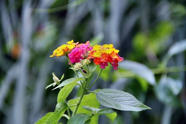 大溪拈花惹草-4.JPG