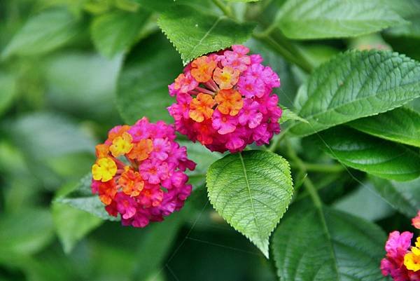 大溪拈花惹草-7.JPG