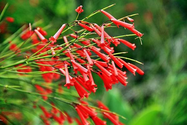 大溪拈花惹草-9.JPG