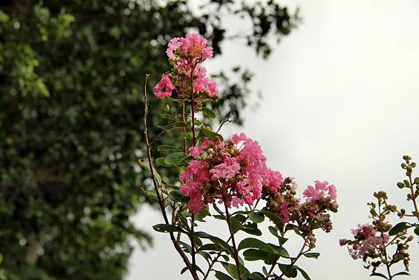 大溪拈花惹草-18.JPG