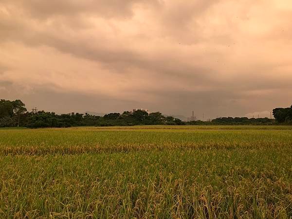  108年7月25日雨後大溪田野暮色