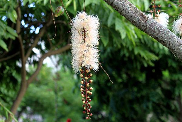 河演公園拈花惹草-5.JPG