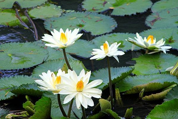 河演公園拈花惹草.JPG