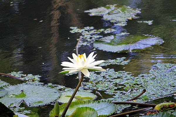 河演公園拈花惹草-1.JPG