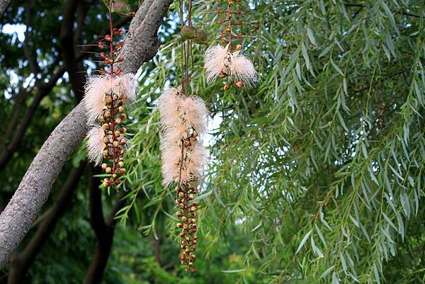 河演公園拈花惹草-6.JPG