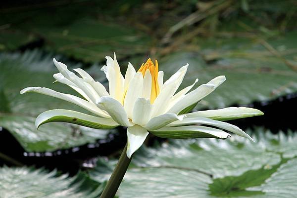 河演公園拈花惹草-13.JPG