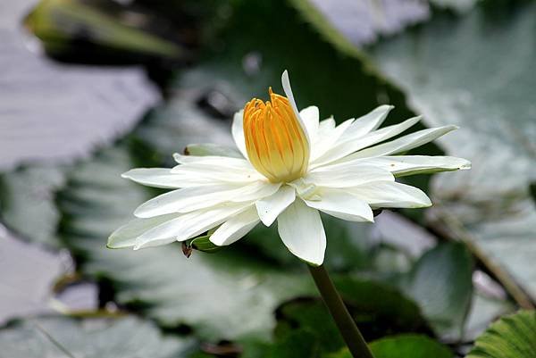 河演公園拈花惹草-12.JPG