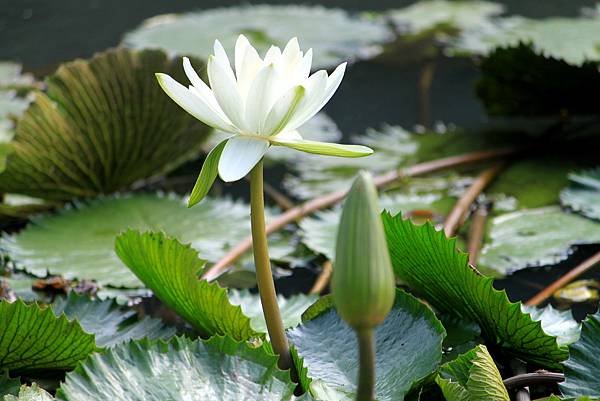 河演公園拈花惹草-25.JPG