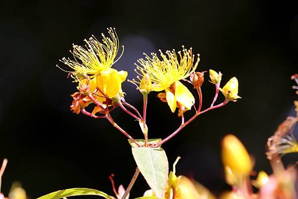 福壽山拈花惹草-4.JPG