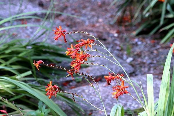 福壽山拈花惹草-6.JPG