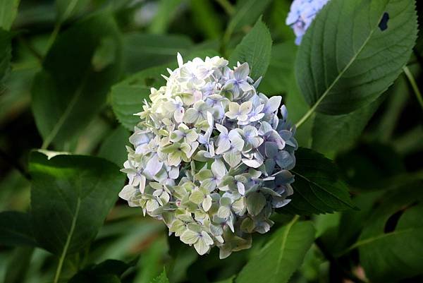 福壽山拈花惹草-10.JPG