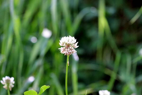 福壽山拈花惹草-14-1.JPG