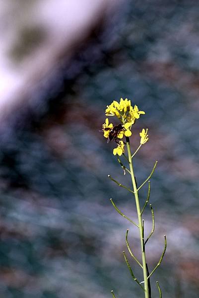 福壽山拈花惹草-33.JPG