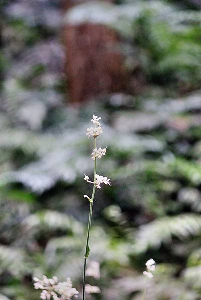 拈花惹草-14.JPG