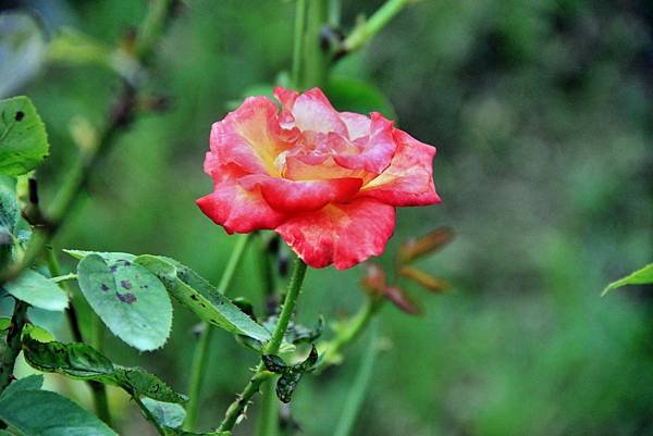 苗栗雅聞七里香玫瑰花園-1.JPG