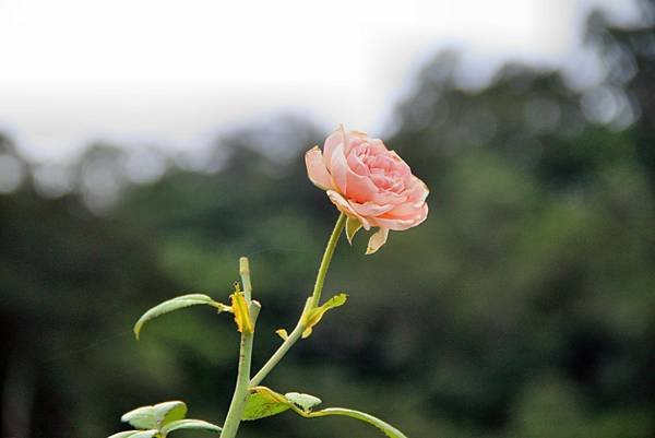 苗栗雅聞七里香玫瑰花園-12.JPG